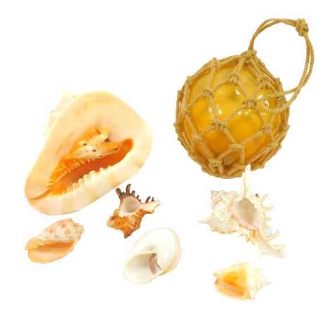 A group of shells, to include a Cassis Cornuta shell, 18cm wide, together with an amber glass ball in rope work harness.