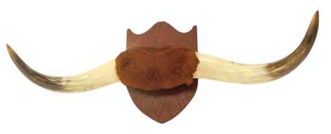 A pair of cattle horns, mounted on an oak shield plaque, 74cm wide.