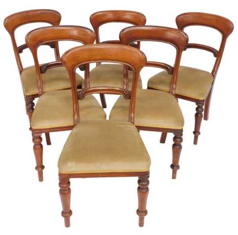 A set of six Victorian balloon back walnut dining chairs, with a scroll carved rail, overstuffed seat, on cylindrical turned legs.