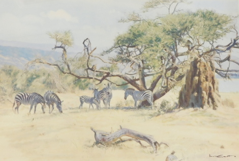 Donald Grant (c.1924-2001). Zebras crossing, artist signed coloured print, 65cm x 94cm.