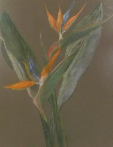 E.M.C. Birds of Paradise, pastel, initialled, titled and dated (19)85, 48cm x 37cm.