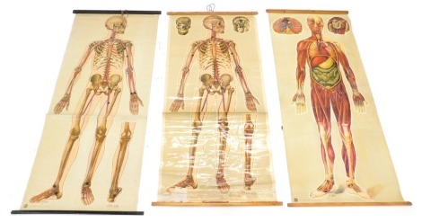 Three general anatomy skeletal 1960s hanging posters.