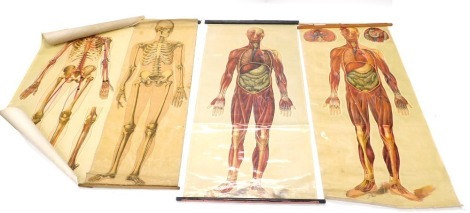 Four skeletal medical posters, comprising St Johns Ambulance, J Jeck, a skeletal 1938 and a skeletal 1942 general anatomy. (4)