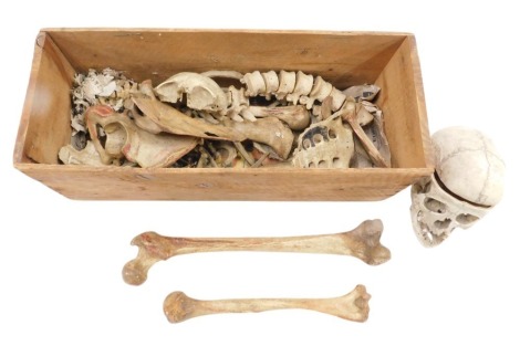 A late 19thC or early 20thC medical human skeleton, not strung, possibly incomplete, in Adam Rouilly pine box.