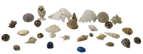 A quantity of shells, sea urchin, etc.