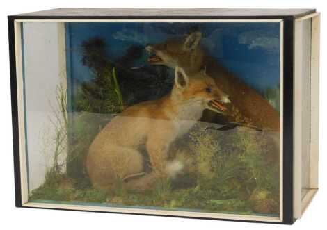 Taxidermy. Two fox cubs in naturalistic setting, contained in a glazed and painted case, 54cm high, 79cm wide, 40cm deep.