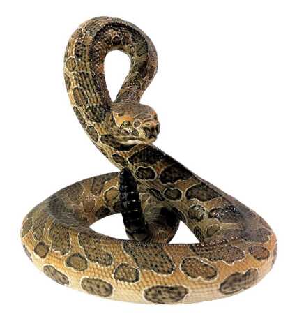 A Bowzam Italian porcelain figure of a rattlesnake, signed and stamped to underside, 36cm high.