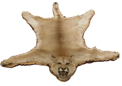 A cougar taxidermy rug, with full cougar head, having open jaws, and mounted on a padded and felt underlining.