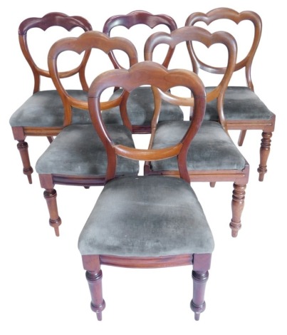 A set of six Victorian mahogany loop back dining chairs, with drop in seat in blue velvet, on plain turned and tapered legs.