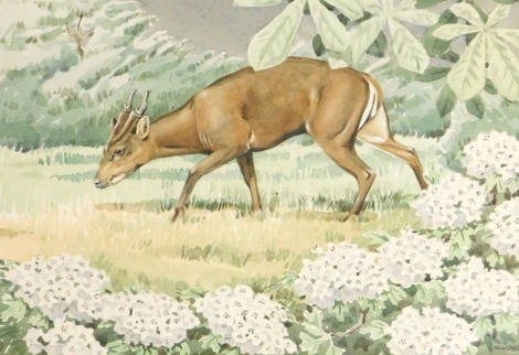 Noel William Cusa (British, 1909-1990). A muntjac grazing, watercolour, signed, 25cm x 35cm.