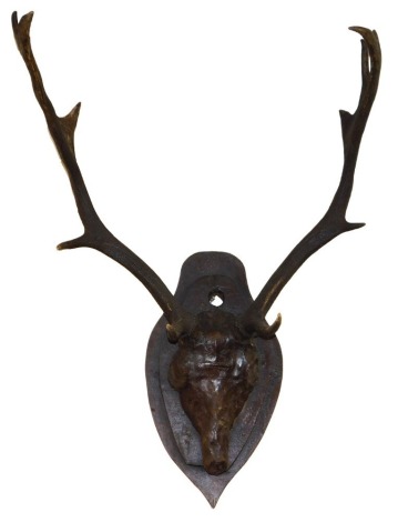 A pair of six prong Stag antlers, set into a papier mache skull mask, on a oak shield backing, antlers 57cm high.