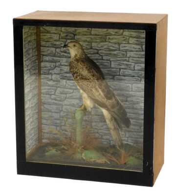 A taxidermy honey buzzard, on naturalistic base, in a wooden and glass fronted case, 69cm high, 60.5cm wide, 31.5cm deep.