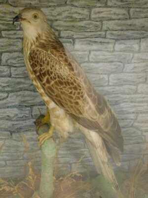 A taxidermy honey buzzard, on naturalistic base, in a wooden and glass fronted case, 69cm high, 60.5cm wide, 31.5cm deep. - 2