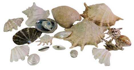 A group of shells, to include Lambis Truncata spider conch, etc. (a quantity)