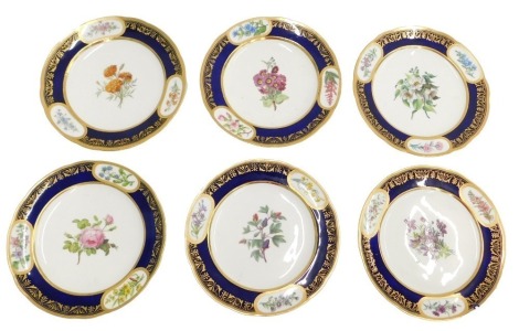 A set of six Catalpa-Sevres n/x marked botanical plates, with gilt blue borders having reserves, 24cm diameter.