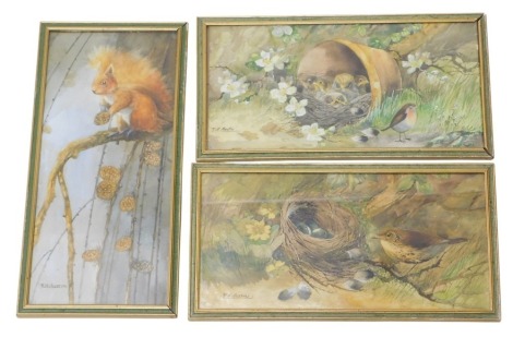 RH Austin (20thC School). Three wildlife watercolours, squirrel and birds at nest, 31cm x 16cm, framed and glazed. (3)