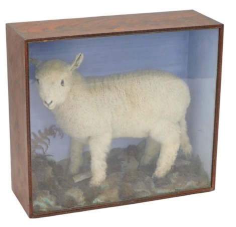 A late Victorian taxidermied lamb, in naturalistic setting, with label 'This lamb was born April 2nd 1891, weight 25.5lbs, Mr G. Laughton Conisholme' with label for Jesse Parker Hodgson Gunmaker, Mercer Row Louth, 68cm high, 75cm wide.