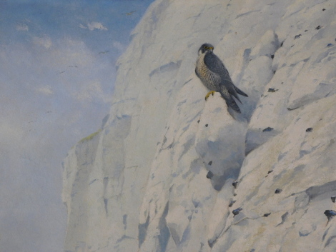 George Edward Lodge (1860-1954). Peregrine Falcon on Cliffs, oil on board, signed, 29cm x 60cm.