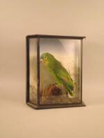 A taxidermied green parrot