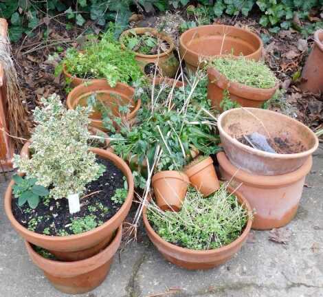 A quantity of terracotta garden pots, various sizes.