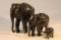 A family of three ebonised elephants