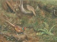 George Morrison Reid Henry (1891-1983). A cock and hen pheasant in a woodland clearing