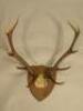 A pair of six point antlers