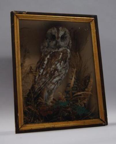 A taxidermy owl in a fitted and glazed case