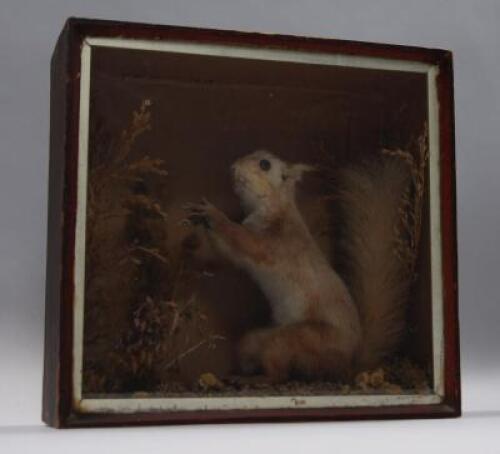 A taxidermy Red Squirrel in a glazed case