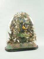 A 19thC taxidermy group of exotic birds in arched glass dome