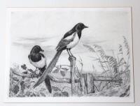 20thC School. Study of a pair of magpies sitting on a fence