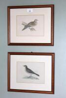 Four 19thC hand coloured engraved plates of a Rock Pipit and a Turtle Dove