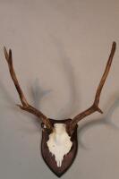 A mounted set of Fallow deer antlers.