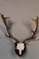 A mounted set of Fallow deer antlers.