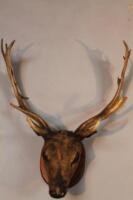 A mounted fallow deer head with antlers.