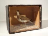 A taxidermy sandpiper