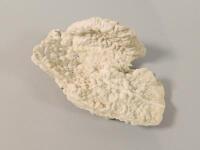 A section of white coral