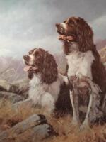 After John Trickett. A study of spaniels among rocks