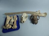 A badger skull and various animal bones