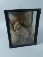 A taxidermied red squirrel in an ebonised case