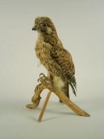 A taxidermied hawk or kestral