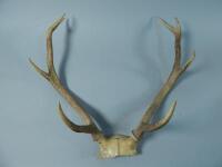 A pair of five point antlers and mounted part skull