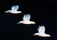 A set of three Beswick flying black-backed gulls