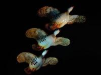 A set of three Beswick flying partridges