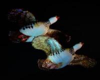 A part set of Beswick flying partridges