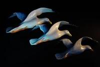 A set of three Beswick flying gulls