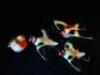 A set of three pottery flying goldfinches