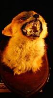 Taxidermy. A mounted fox mask