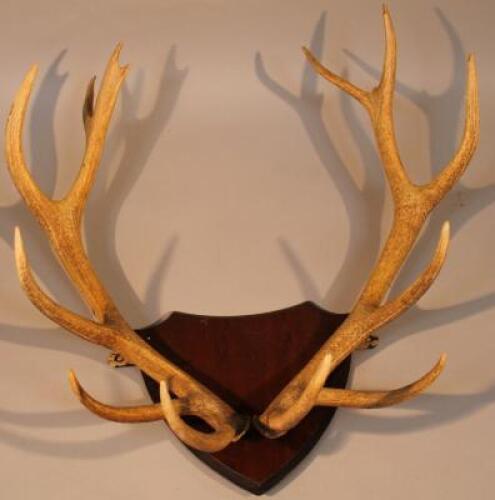 A pair of six point deer antlers