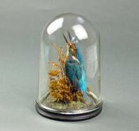 Taxidermy. An early 20thC kingfisher display